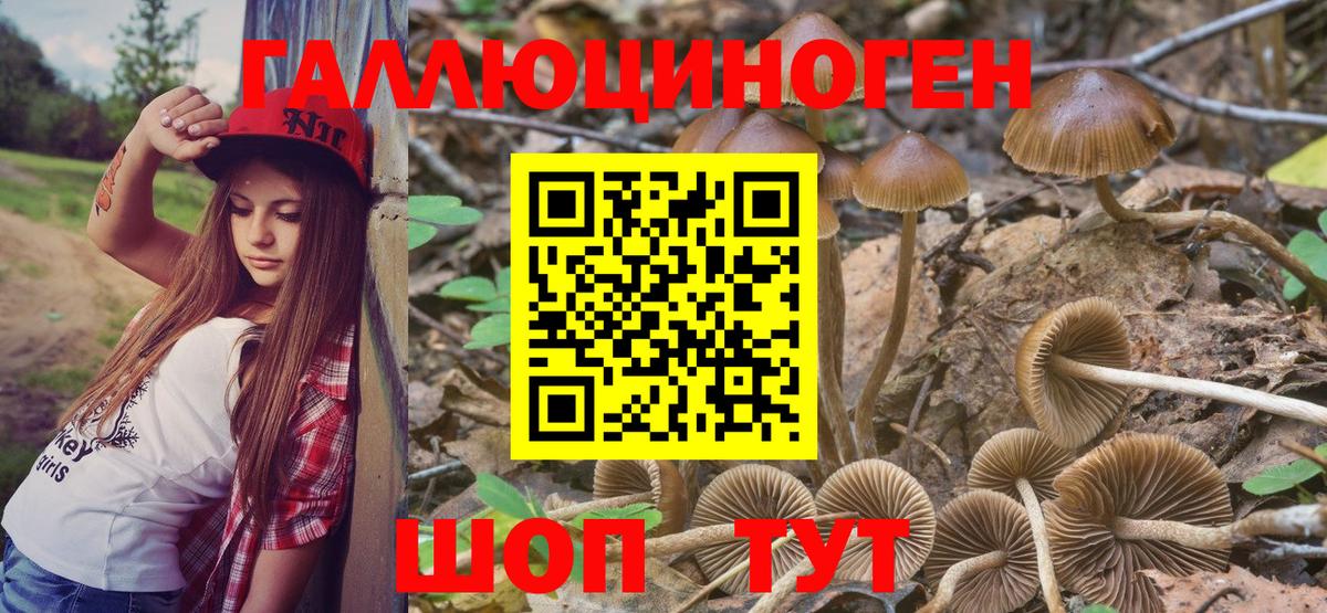 где купить наркоту  Псилоцибиновые грибы мицелий  Вход с VPN  Ульяновск 